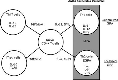 New Insights Into Novel Therapeutic Targets in ANCA-Associated Vasculitis